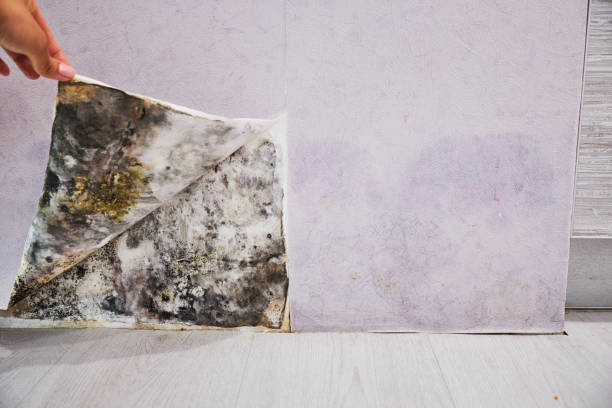 Best Mold Testing  in Central City, PA